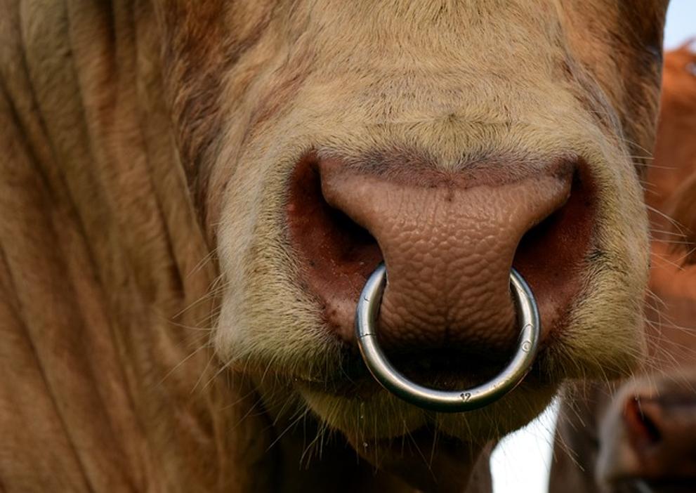 Allergic to Nose Rings: Identification, Prevention, and Solutions